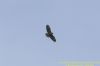 Buzzard at Canvey Wick (Richard Howard) (34581 bytes)