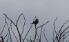 Lesser Redpoll at Hampton Barns (Vince Kinsler) (161150 bytes)