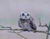 Short-eared Owl at Wallasea Island (RSPB) (Vince Kinsler) (46086 bytes)