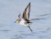 Little Stint at Bowers Marsh (RSPB) (Graham Oakes) (39237 bytes)