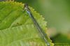 Small Red-eyed Damselfly at Paglesham Pool (Richard Howard) (117480 bytes)