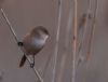 Bearded Tit at Bowers Marsh (RSPB) (Vince Kinsler) (29383 bytes)