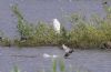 Great White Egret at Wat Tyler Country Park (Tim Bourne) (83320 bytes) Great White Egret at Wat Tyler Country Park (Tim Bourne) (83320 bytes)
