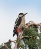 Great Spotted Woodpecker at Hockley Woods (Jeff Delve) (81461 bytes) Great Spotted Woodpecker at Hockley Woods (Jeff Delve) (81461 bytes)