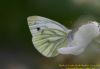 Green-veined White at Benfleet Downs (Richard Howard) (39494 bytes)