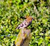 Hoopoe at Wakering Stairs (Matt Bruty) (149832 bytes)