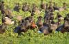 Red-breasted Goose at South Fambridge (Paul Baker) (88182 bytes)