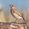 Wheatear at Wallasea Island (RSPB) (Andrew Armstrong) (67906 bytes) Wheatear at Wallasea Island (RSPB) (Andrew Armstrong) (67906 bytes)