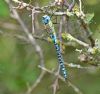 Southern Migrant Hawker at Bowers Marsh (RSPB) (Graham Oakes) (77161 bytes)