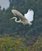 Great White Egret at Bowers Marsh (RSPB) (Graham Oakes) (83263 bytes) Great White Egret at Bowers Marsh (RSPB) (Graham Oakes) (83263 bytes)