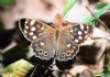 Speckled Wood at Belfairs Great Wood (Vince Kinsler) (80896 bytes)