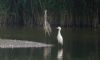 Cattle Egret at Wat Tyler Country Park (Steve Arlow) (42048 bytes) Cattle Egret at Wat Tyler Country Park (Steve Arlow) (42048 bytes)