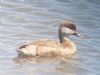 Red-crested Pochard at Southchurch Park East (Paul Baker) (69591 bytes)