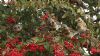 Fieldfare at Oakengrange Drive, Southend (Steve Arlow) (109914 bytes) Fieldfare at Oakengrange Drive, Southend (Steve Arlow) (109914 bytes)