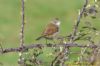 Whitethroat at Gunners Park (Richard Howard) (94423 bytes)