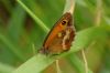 Gatekeeper at Bowers Marsh (RSPB) (Richard Howard) (38885 bytes)