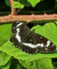 White Admiral at Belfairs N.R. (Paul Baker) (86888 bytes)