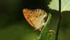 Silver-washed Fritillary at Hockley Woods (Steve Arlow) (39699 bytes)