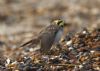 Shore Lark at Shoebury East Beach (Jeff Delve) (64072 bytes)