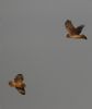 Hen Harrier at Wallasea Island (RSPB) (Jeff Delve) (18777 bytes) Hen Harrier at Wallasea Island (RSPB) (Jeff Delve) (18777 bytes)