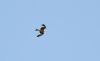 Red Kite at Rochford (Steve Arlow) (129462 bytes) Red Kite at Rochford (Steve Arlow) (129462 bytes)