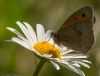 Meadow Brown at Canewdon (Jeff Delve) (56929 bytes)