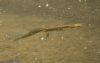Palmate Newt at Belfairs N.R. (Jeff Delve) (45689 bytes) Palmate Newt at Belfairs N.R. (Jeff Delve) (45689 bytes)