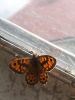 Wall Brown at Highlands Boulevard, Leigh (Paul Griggs) (60546 bytes) Wall Brown at Highlands Boulevard, Leigh (Paul Griggs) (60546 bytes)