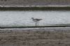 Marsh Sandpiper at Vange Marsh (RSPB) (Jeff Delve) (183353 bytes) Marsh Sandpiper at Vange Marsh (RSPB) (Jeff Delve) (183353 bytes)