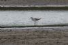 Marsh Sandpiper at Vange Marsh (RSPB) (Jeff Delve) (183353 bytes)