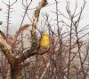 Yellowhammer at Bowers Marsh (RSPB) (Vince Kinsler) (147528 bytes)