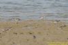 Curlew Sandpiper at Potton Creek (Richard Howard) (52821 bytes)