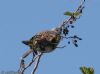 Turtle Dove at Canewdon (Jeff Delve) (43667 bytes)