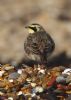 Shore Lark at Shoebury East Beach (Jeff Delve) (59434 bytes)