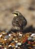 Shore Lark at Shoebury East Beach (Jeff Delve) (59434 bytes)