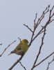 Serin at Gunners Park (Tim Bourne) (43002 bytes)