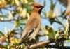 Waxwing at Oakengrange Drive, Southend (Steve Arlow) (174850 bytes)