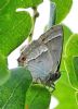 Purple Hairstreak at Woodside Park, Thundersley (Graham Oakes) (49680 bytes) Purple Hairstreak at Woodside Park, Thundersley (Graham Oakes) (49680 bytes)