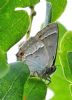 Purple Hairstreak at Woodside Park, Thundersley (Graham Oakes) (49680 bytes)