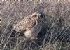 Short-eared Owl at Wallasea Island (RSPB) (Jeff Delve) (155631 bytes) Short-eared Owl at Wallasea Island (RSPB) (Jeff Delve) (155631 bytes)
