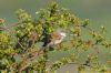 Whitethroat at Two Tree Island (West) (Richard Howard) (131184 bytes)