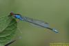 Small Red-eyed Damselfly at Vange Marsh (RSPB) (Richard Howard) (38766 bytes)