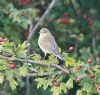 Willow Warbler at Paglesham Reach (Vince Kinsler) (119144 bytes)