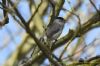 Blackcap at Canvey Wick (Richard Howard) (64477 bytes)