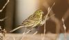 Serin at Gunners Park (Steve Arlow) (55744 bytes)