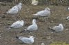 Larus sp. at Private site with no public access (Richard Howard) (148794 bytes)