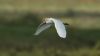 Cattle Egret at Wat Tyler Country Park (Steve Arlow) (53380 bytes)