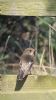 Pied Flycatcher at Wallasea Island (RSPB) (Neil Chambers) (71288 bytes) Pied Flycatcher at Wallasea Island (RSPB) (Neil Chambers) (71288 bytes)