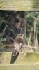 Pied Flycatcher at Wallasea Island (RSPB) (Neil Chambers) (71288 bytes)