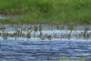 Garganey at West Canvey Marsh (RSPB) (Richard Howard) (78938 bytes)